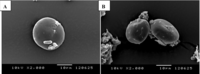 Nutrients 05 01970 g001 200