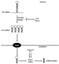 Nutrients 05 02611 g001 200