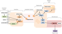 Nutrients 05 02646 g001 200