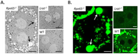 Nutrients 05 02646 g003 200
