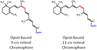 Nutrients 05 02646 g004 200