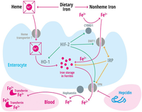 Nutrients 05 03034 g001 200
