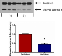 Nutrients 05 03131 g005 200