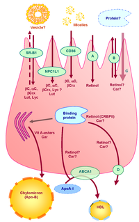 Nutrients 05 03563 g001 200