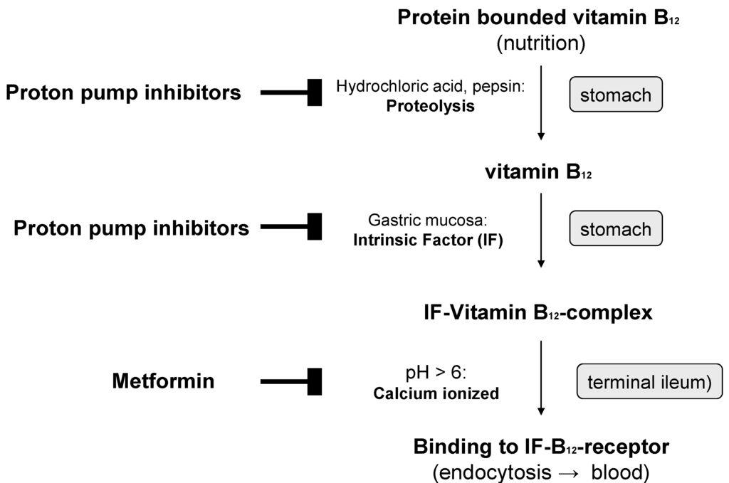 Nutrients 05 05031 g002 1024