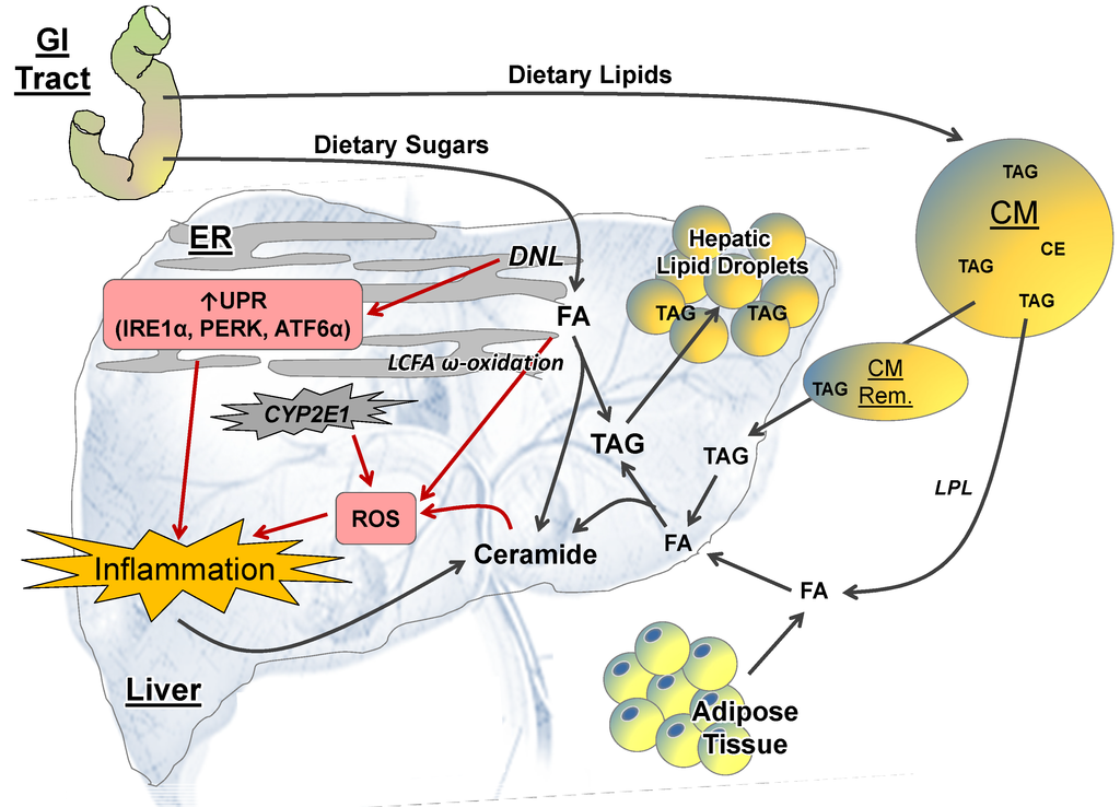 Cyp2e1 Protein Diet