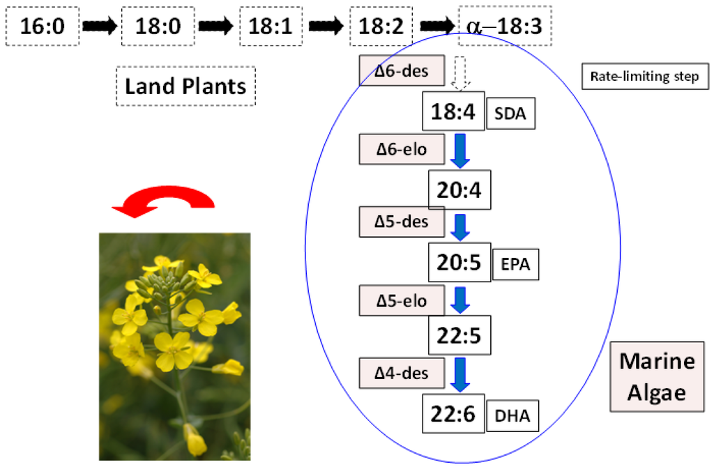 Nutrients 06 02035 g002 1024