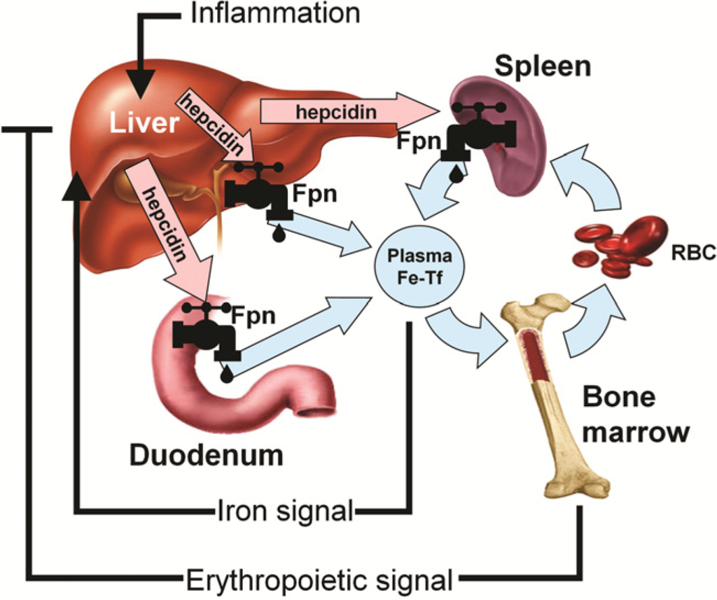 Nutrients Free FullText Hepcidin and Iron Homeostasis during