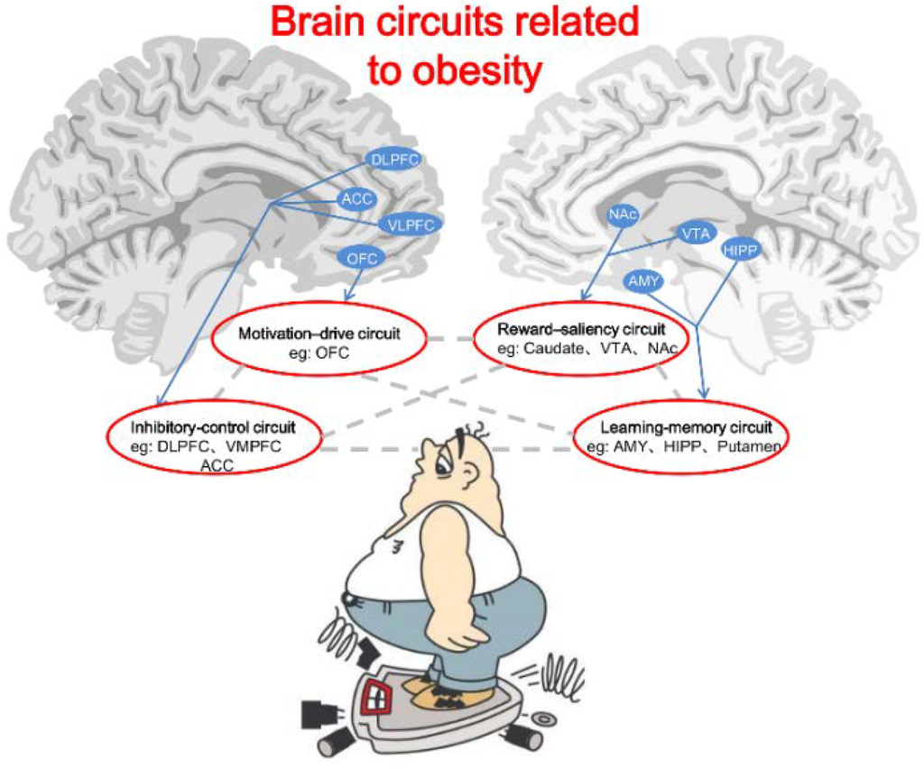 Obesity Leads to Loss in Brain Function