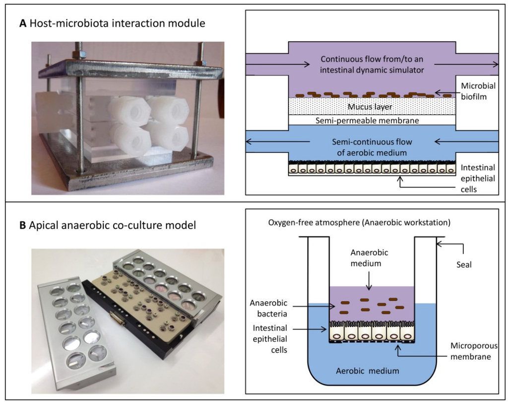 Nutrients Free FullText Understanding How Commensal Obligate