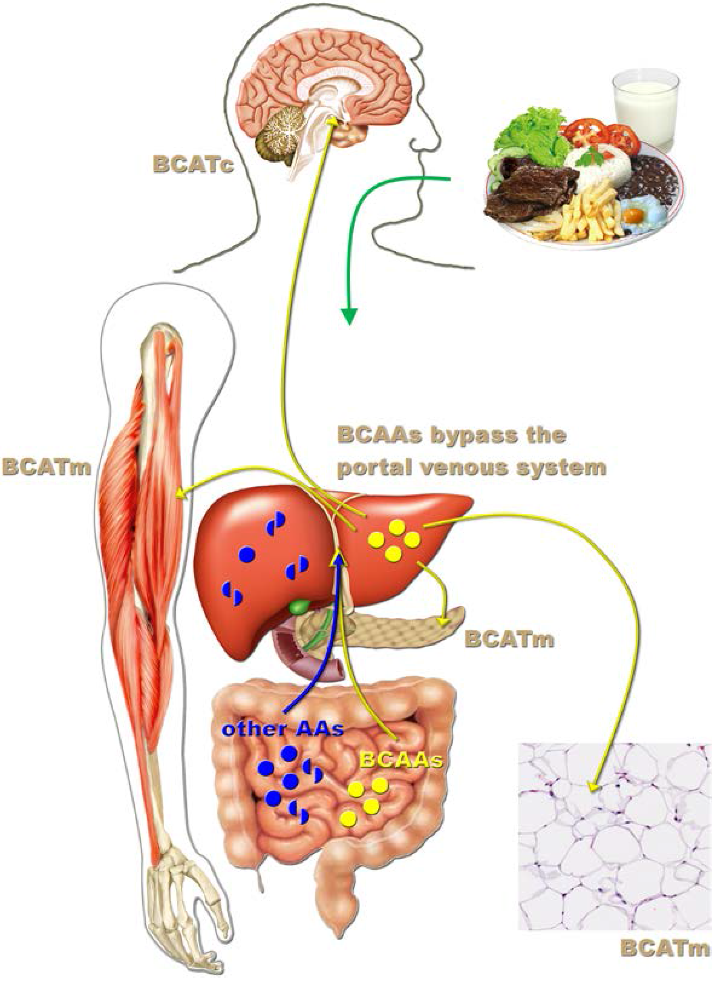 Nutrients | Free Full-Text | Reviewing the Effects of l-Leucine