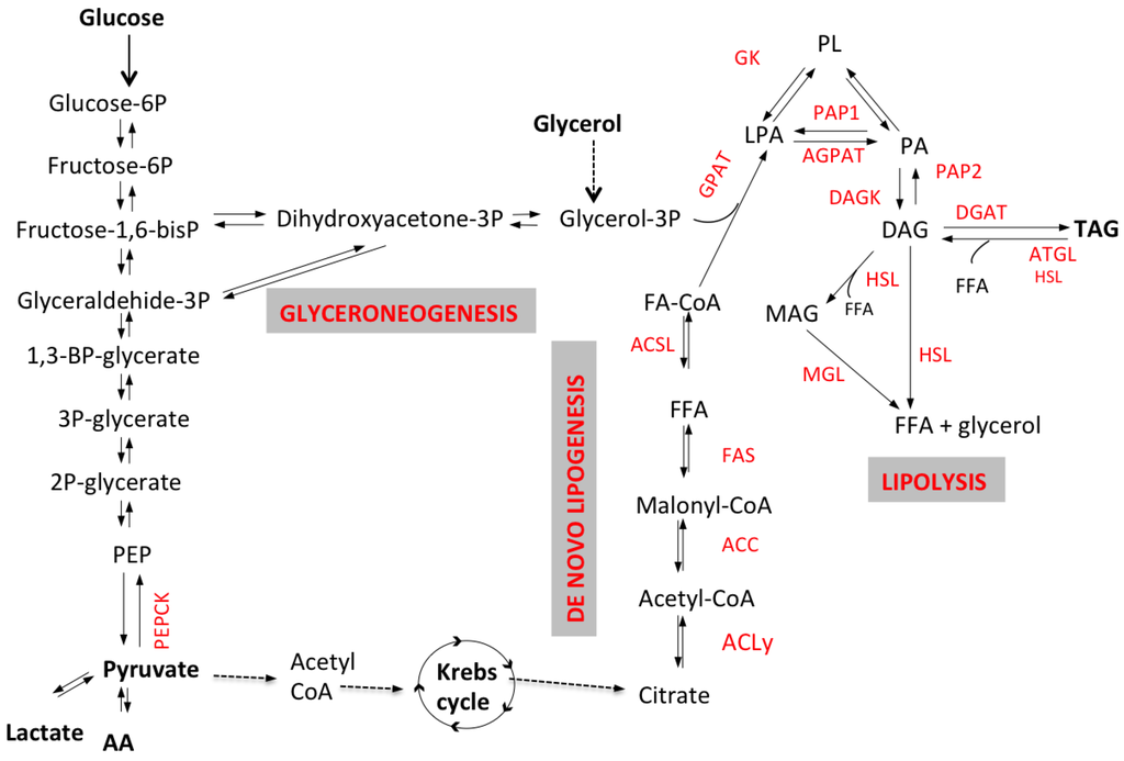 Nutrients 07 05475 g001 1024
