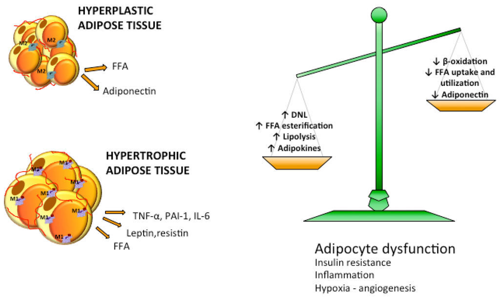 Nutrients 07 05475 g004 1024