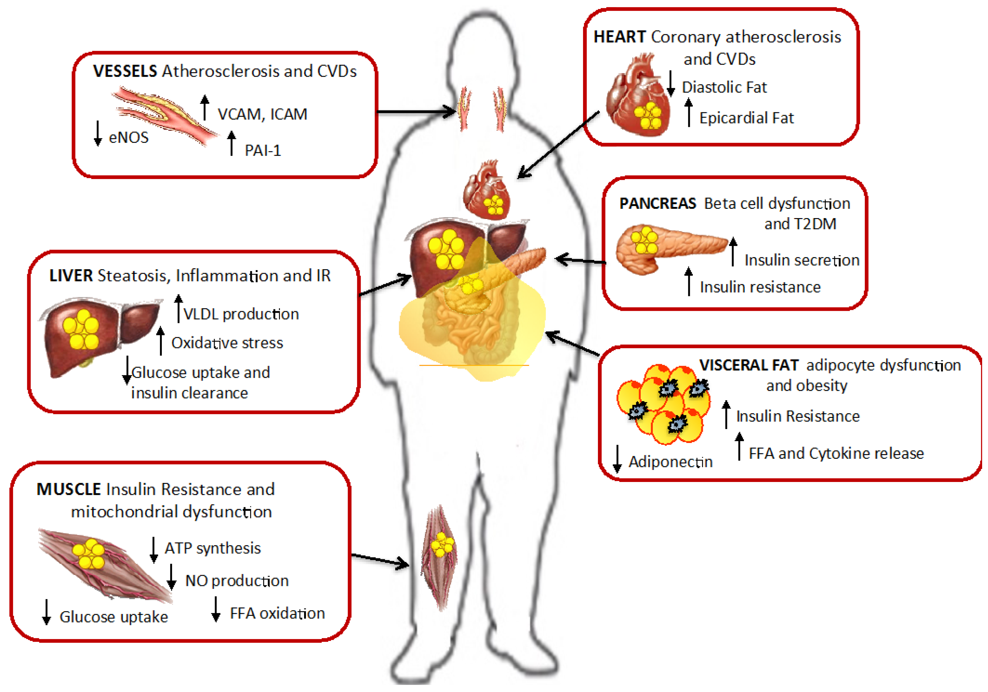 Nutrients | Free Full-Text | The Subtle Balance between Lipolysis and