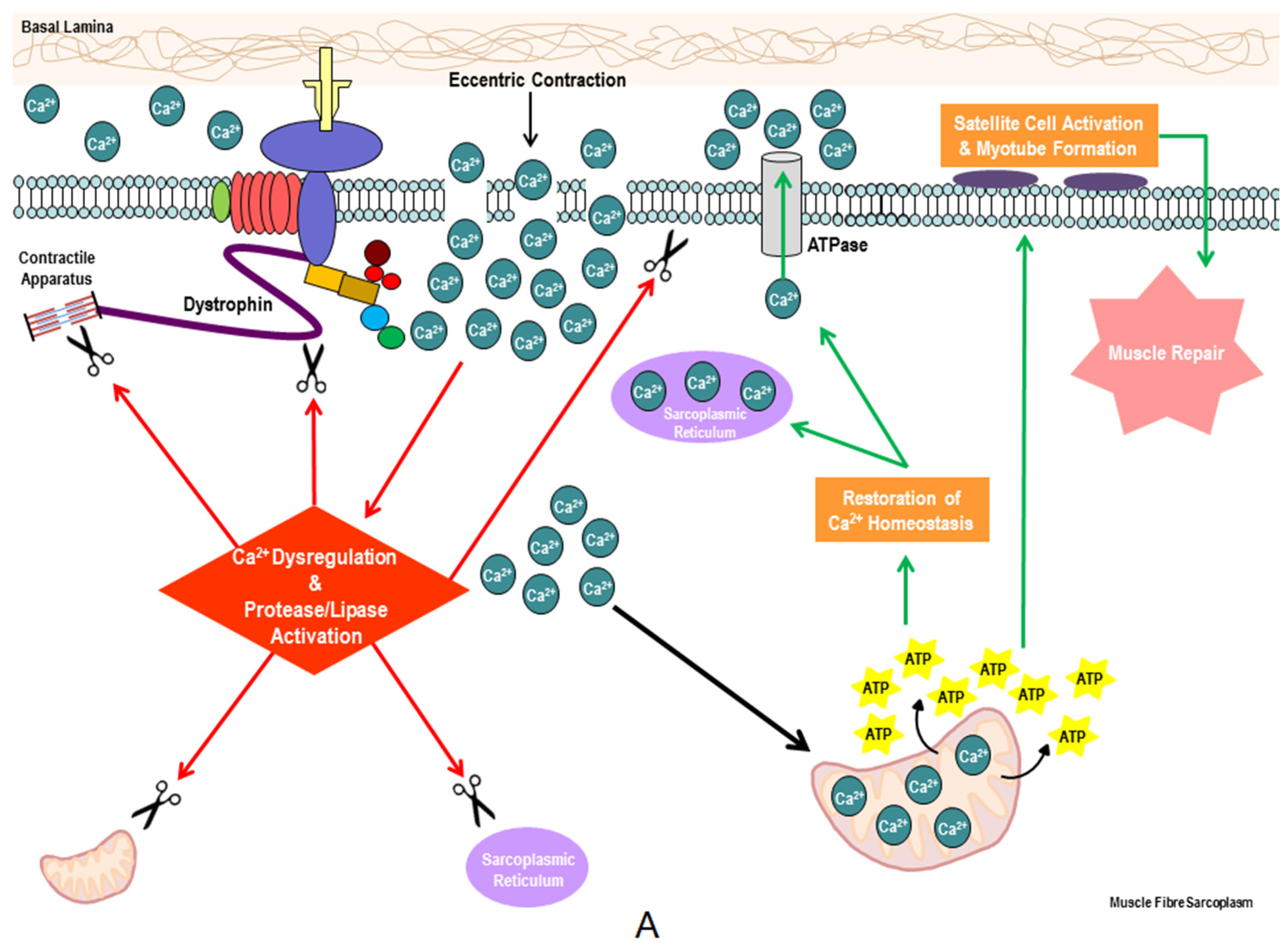 Nutrients | Free Full-Text | Metabogenic and Nutriceutical Approaches
