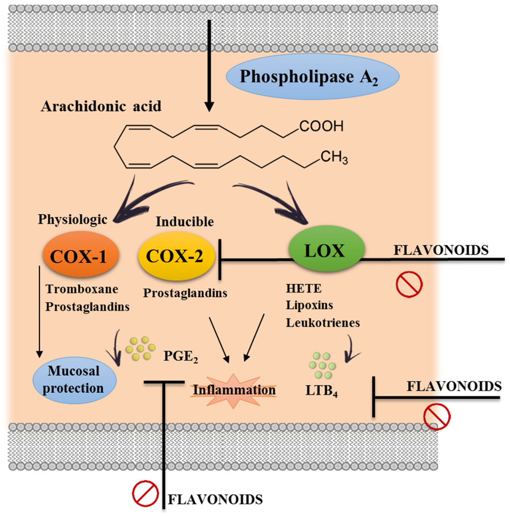 Nutrients Free FullText Flavonoids in Inflammatory Bowel Disease