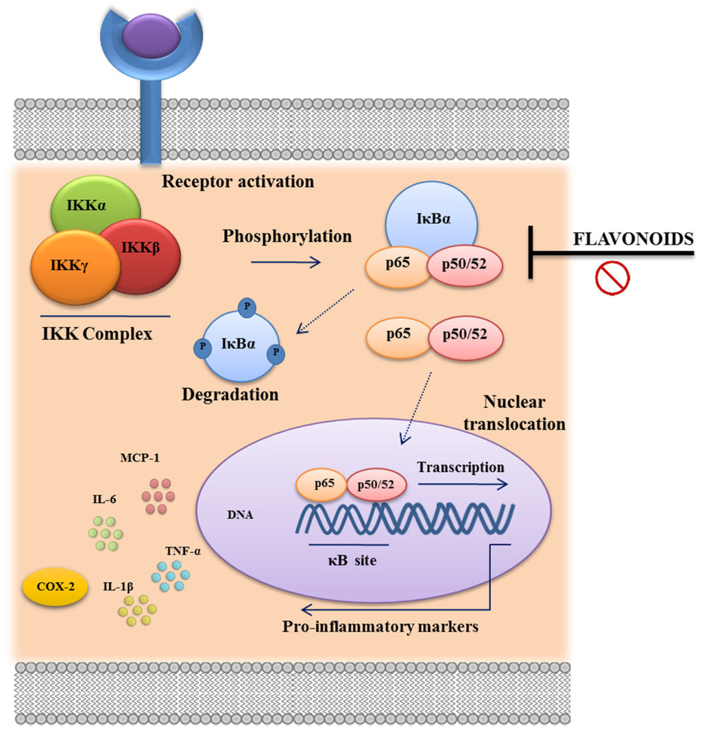 Nutrients Free FullText Flavonoids in Inflammatory Bowel Disease