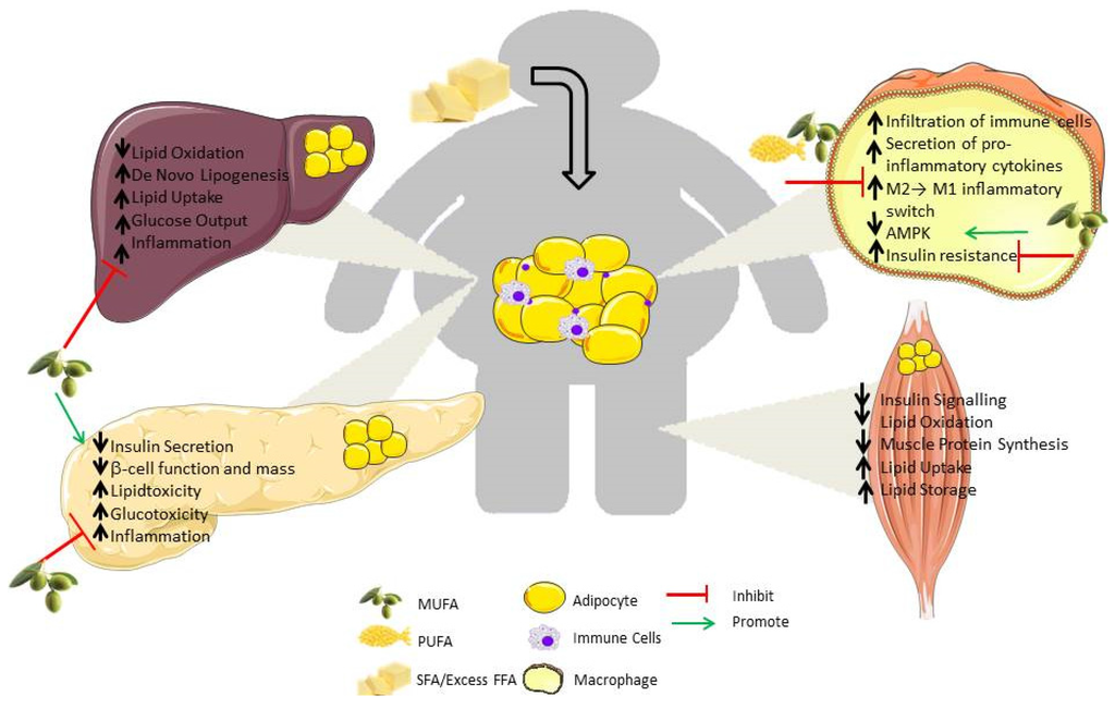 Nutrients 08 00247 g001 1024