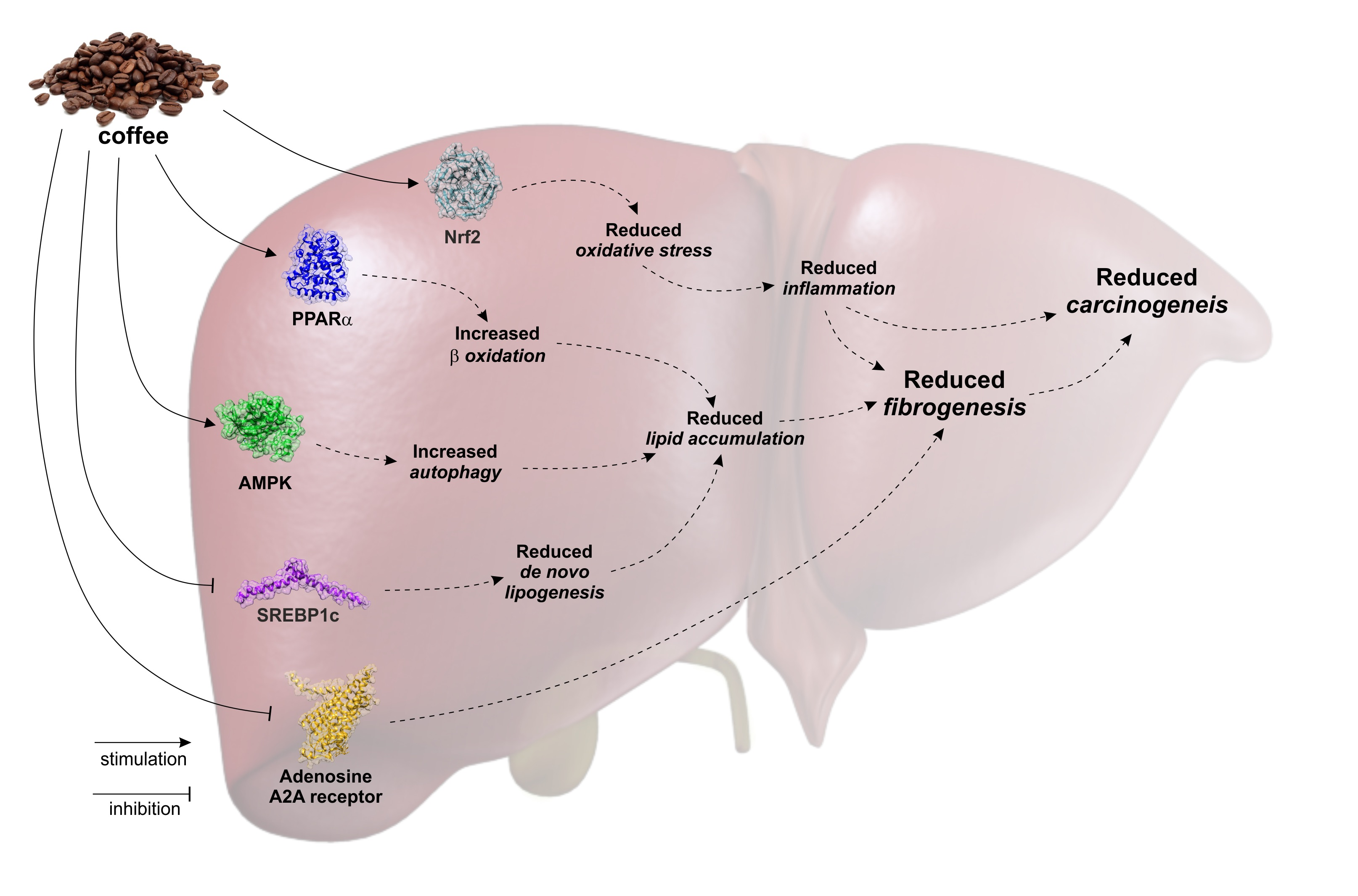 Nutrients Free FullText Molecular Bases Underlying the