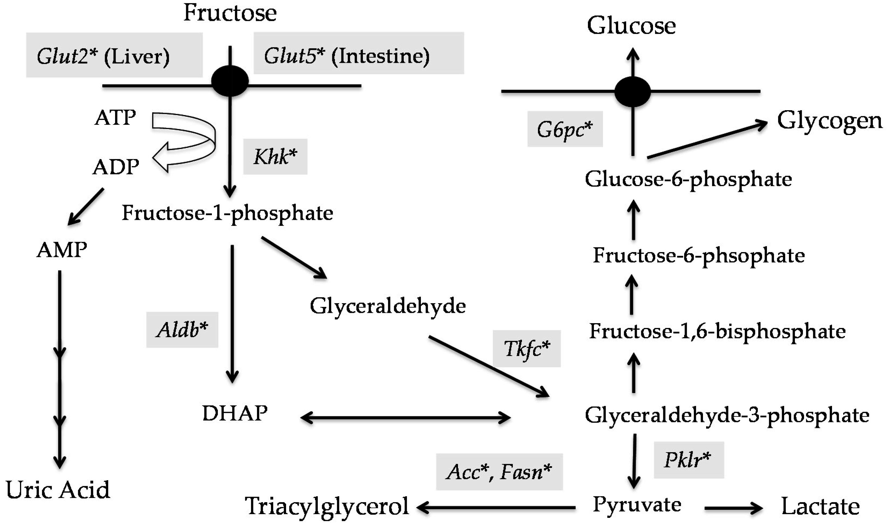 Nutrients Free FullText The Role of Carbohydrate Response Element