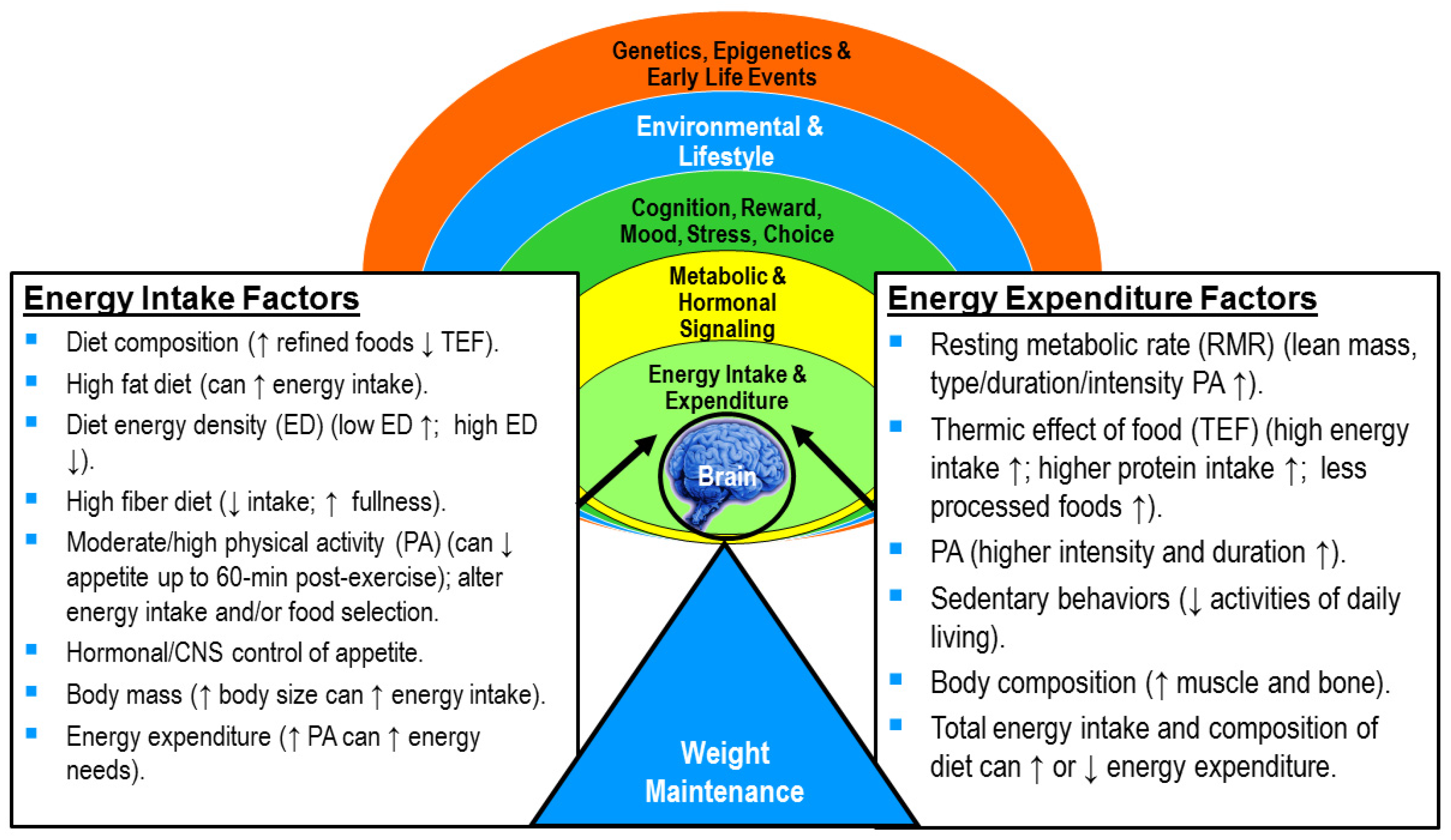 How Energy Balance Affects Weight