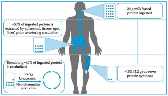 Simplified overview of whole body oral protein utilization at rest. Of the protein ingested, approximately 50% is extracted by splanchnic tissues before entering peripheral circulation. Interestingly, only ~10% of the ingested protein is utilized for skeletal muscle protein synthesis while the rest is catabolized.