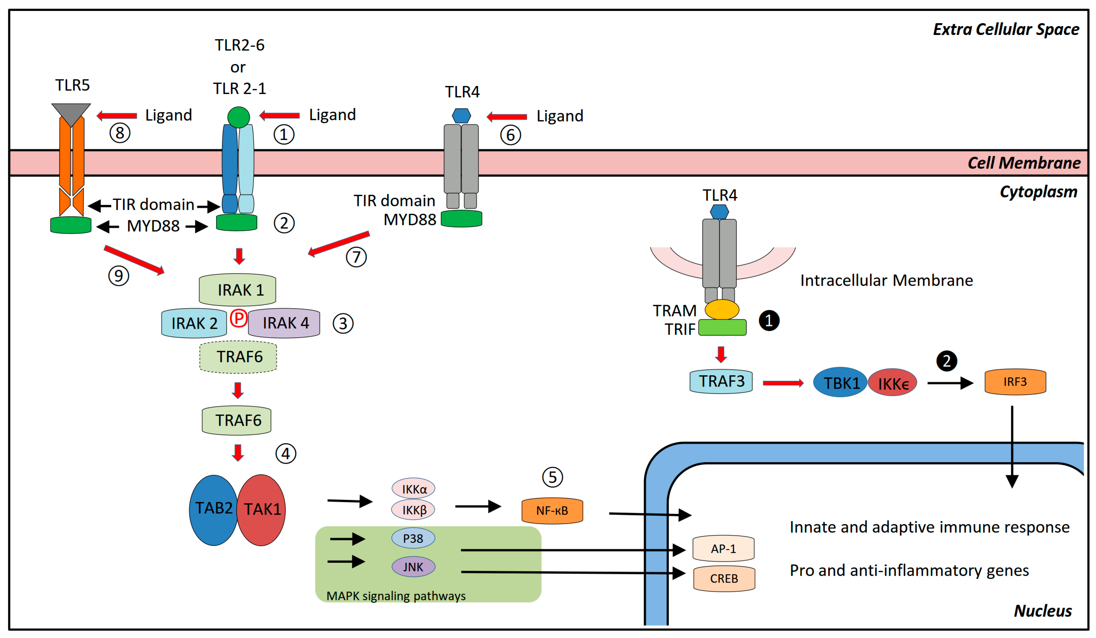 toll like receptors