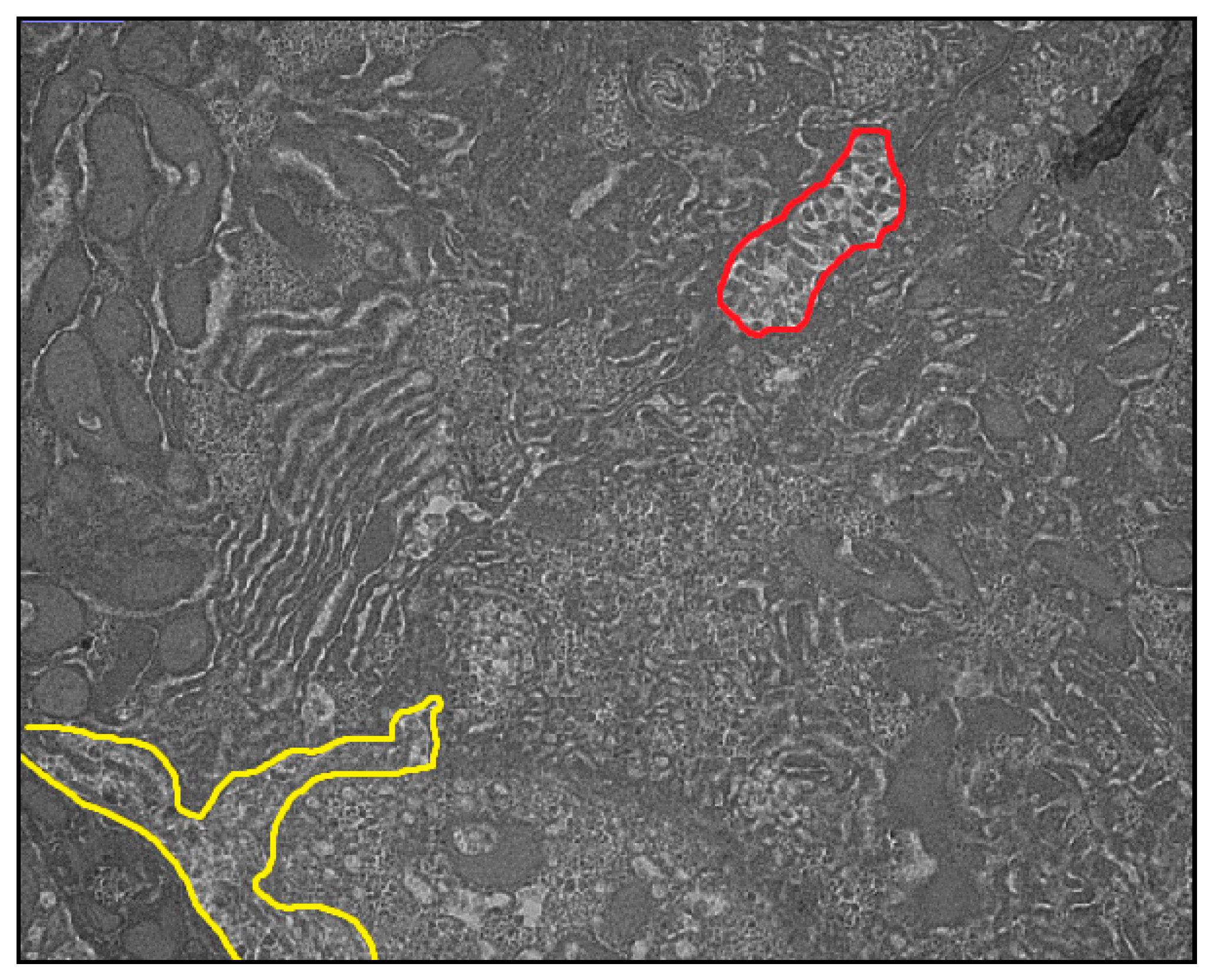 Nutrients 10 00723 g001