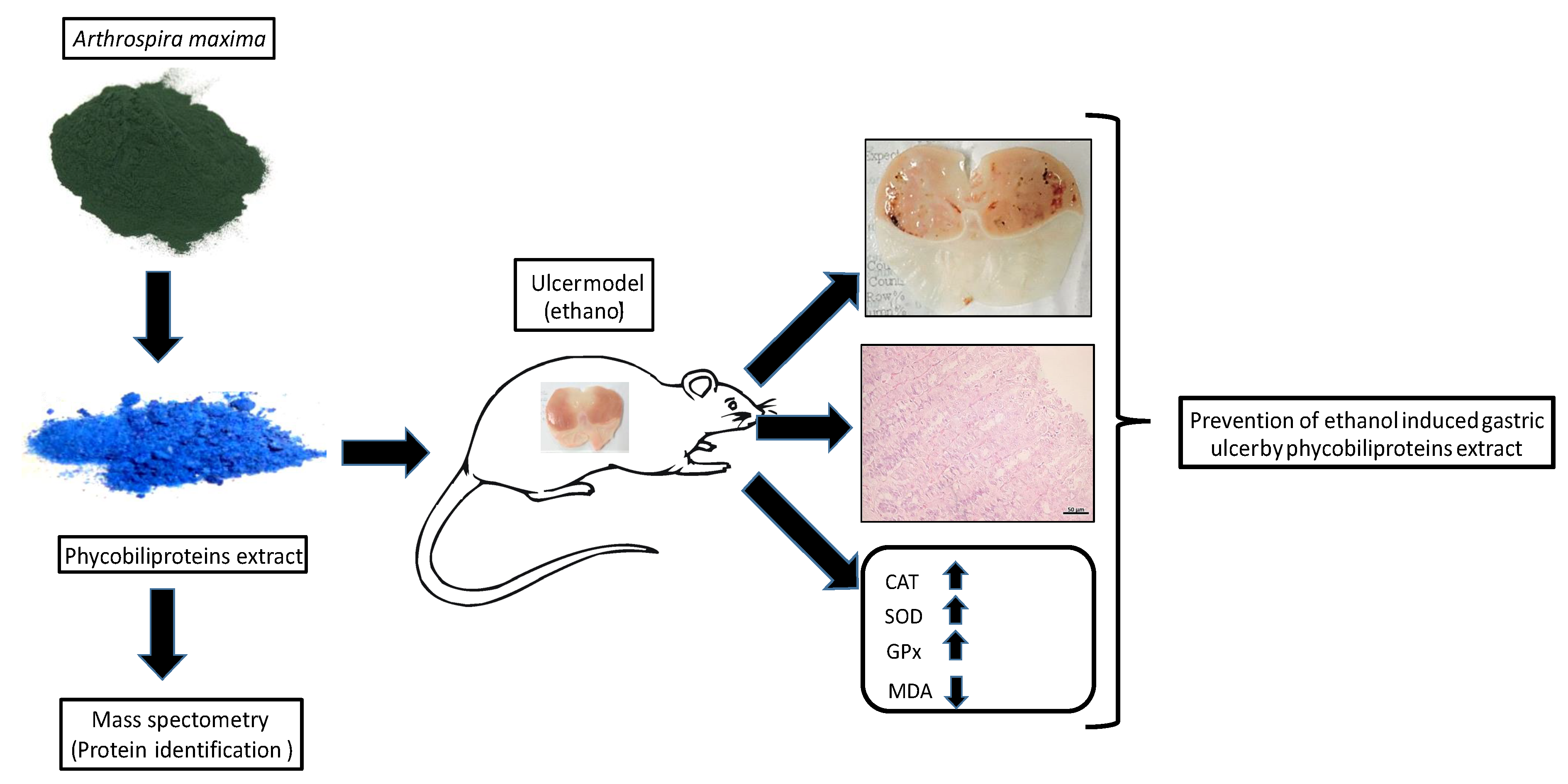 Nutrients Free FullText Amelioration of EthanolInduced Gastric