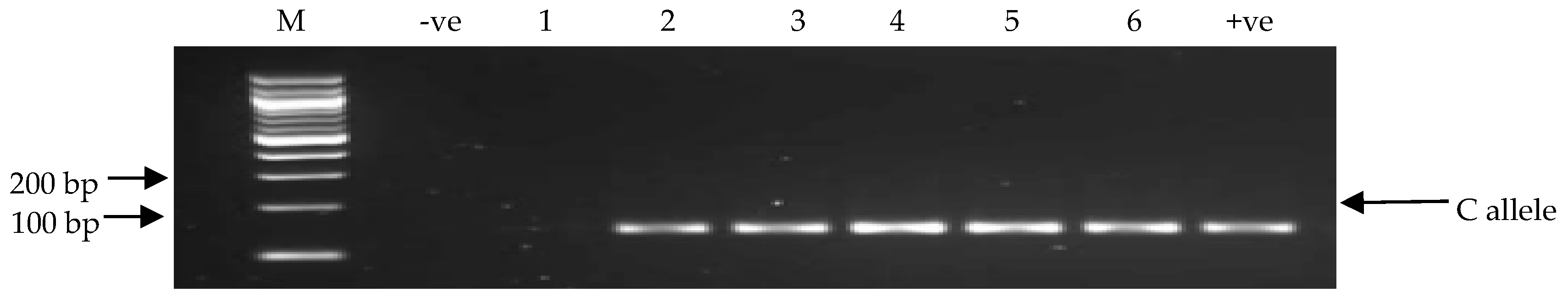 Nutrients 11 01686 g001 Nutrients 11 01686 g001