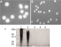 Pathogens 01 00012 g001 200