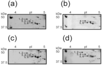 Pathogens 01 00012 g007 200