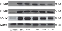 Pathogens 01 00052 g001 200