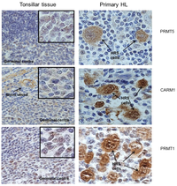 Pathogens 01 00052 g002 200