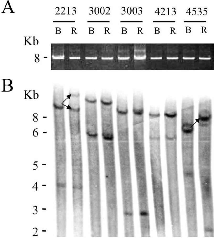 Pathogens 01 00065 g005 1024