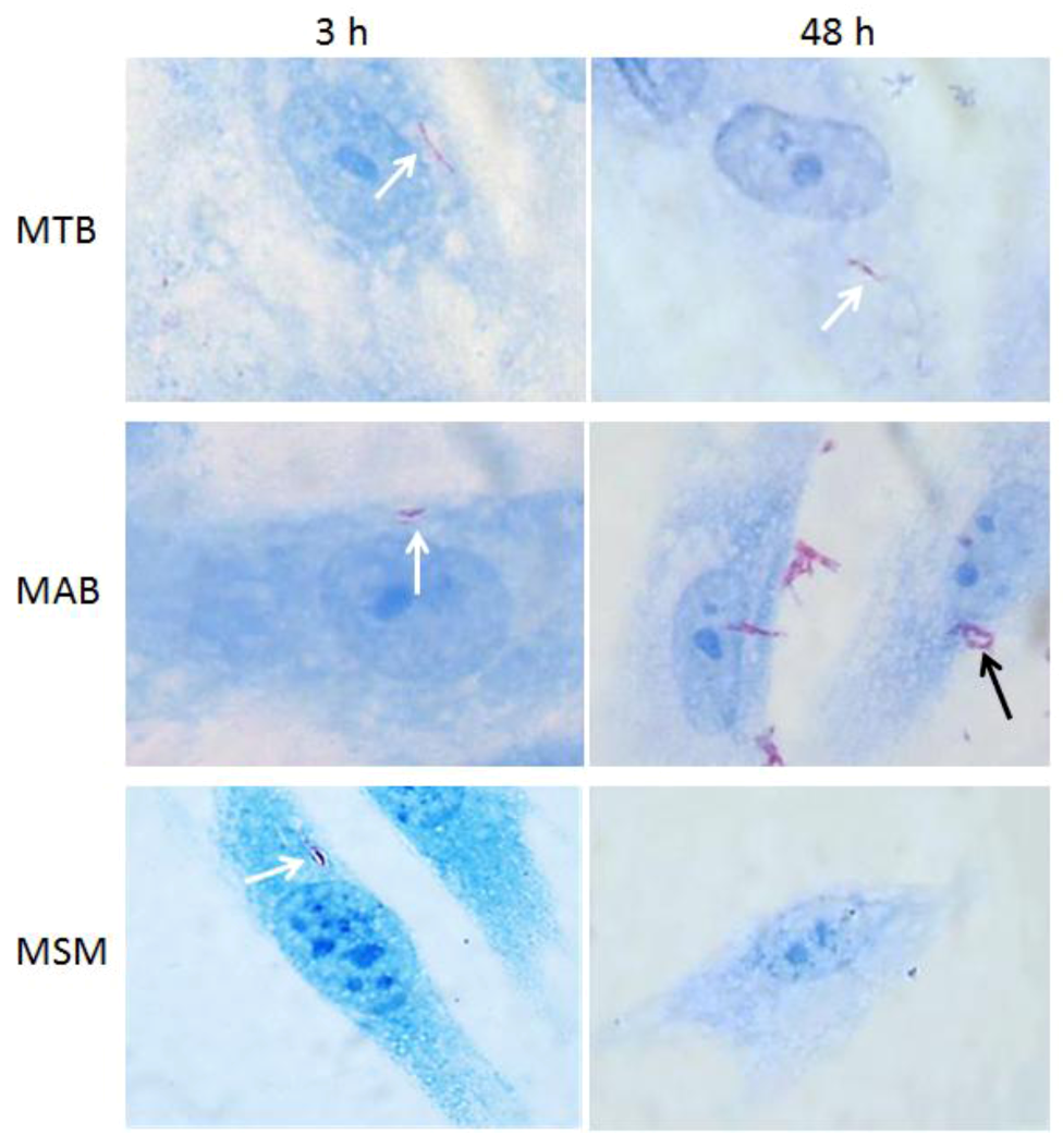 Pathogens 02 00013 g002 1024