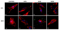 Pathogens 02 00013 g003 200