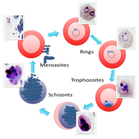Pathogens 02 00033 g001 200