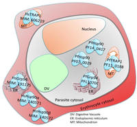 Pathogens 02 00033 g002 200