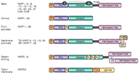 Pathogens 02 00105 g001 200