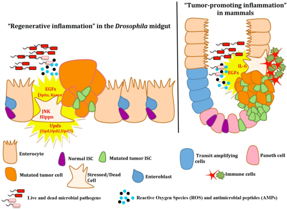 Pathogens 02 00209 g003 1024