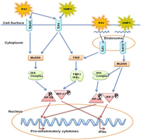Pathogens 02 00232 g002 200