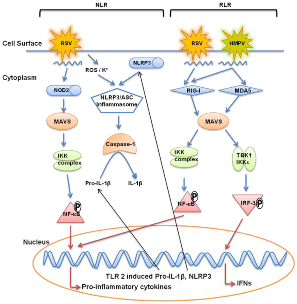 Pathogens 02 00232 g004 1024