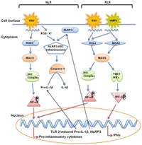 Pathogens 02 00232 g004 200
