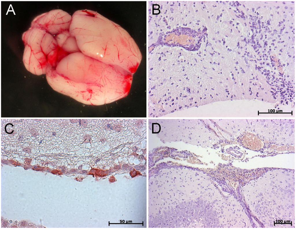 Pathogens 02 00264 g002 1024