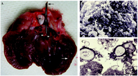 Pathogens 02 00288 g004 200