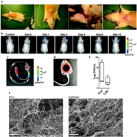 Pathogens 02 00288 g005 200