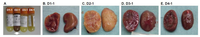 Pathogens 02 00357 g001 200