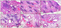Pathogens 02 00383 g005 200
