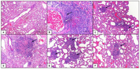 Pathogens 02 00383 g006 200